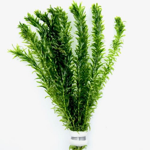 Elodea densa    Waterpest, bundel